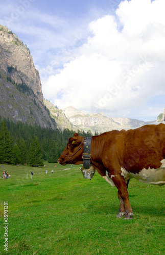 Kuh in den Alpen - Dolomiten © VRD