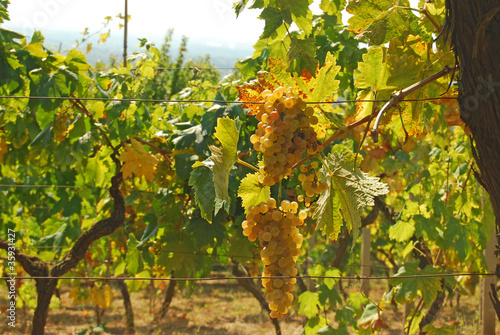 Organic vineyard in autumn