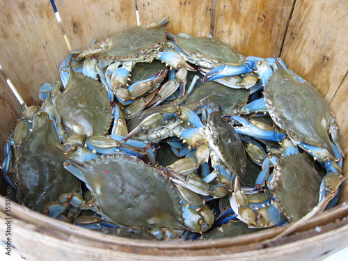 Maryland blue crabs at the market