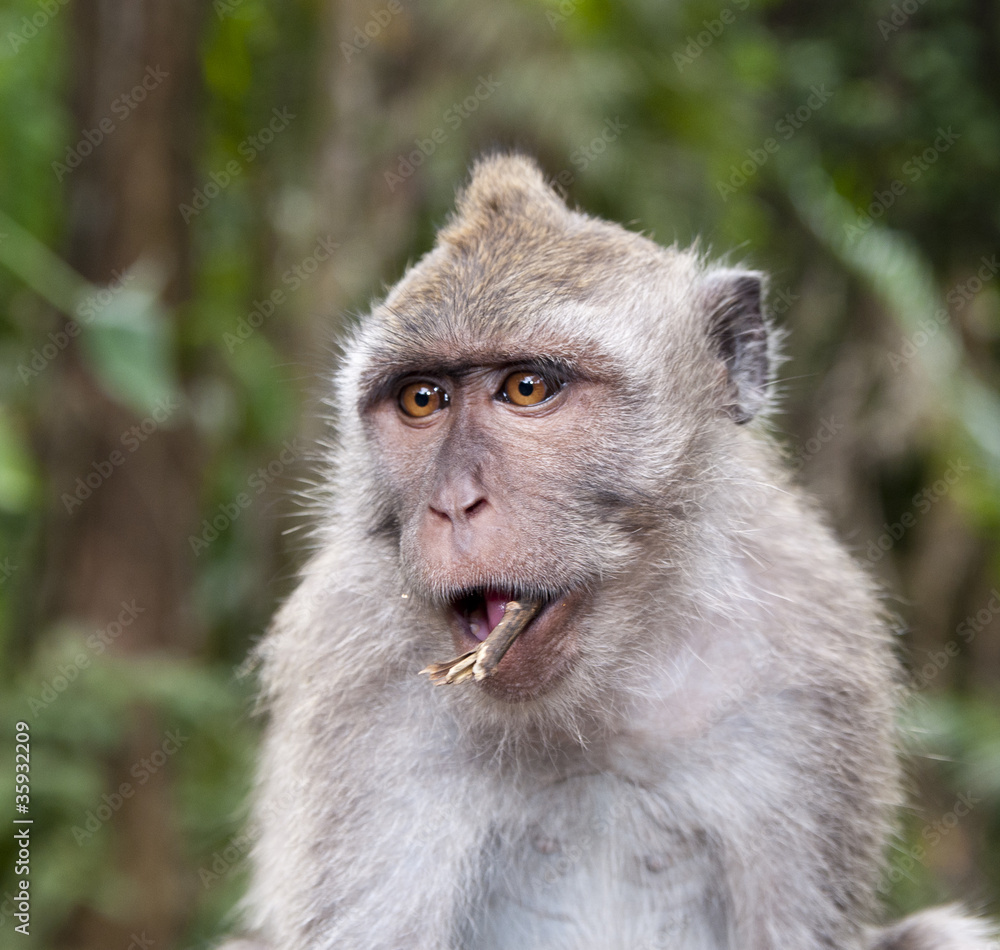 Monkey Monkey