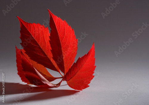 Slika na platnu autumn red leaf