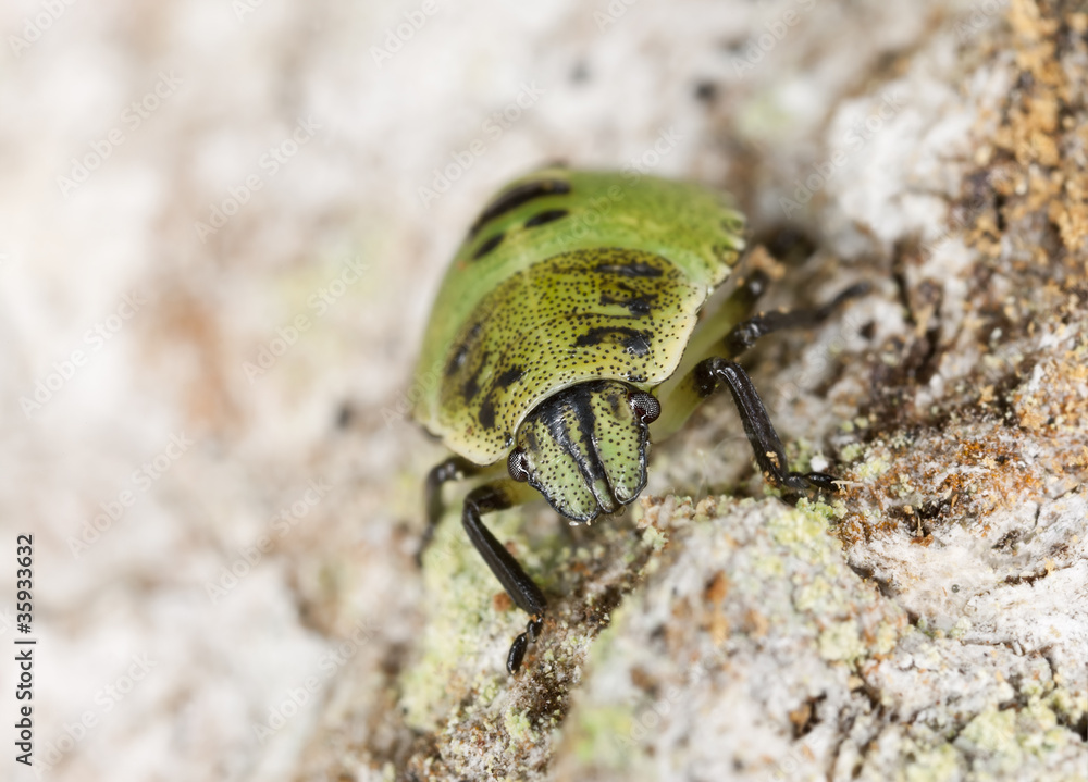Shield bug nymph sitting on wood