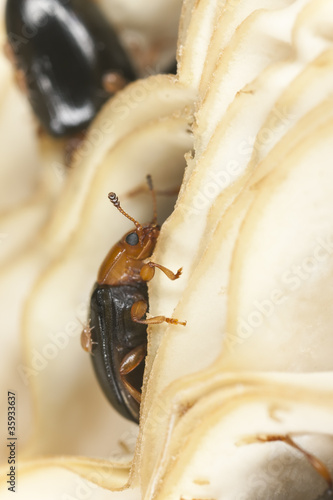 Dacne bipustulata (Erotylidae) photo