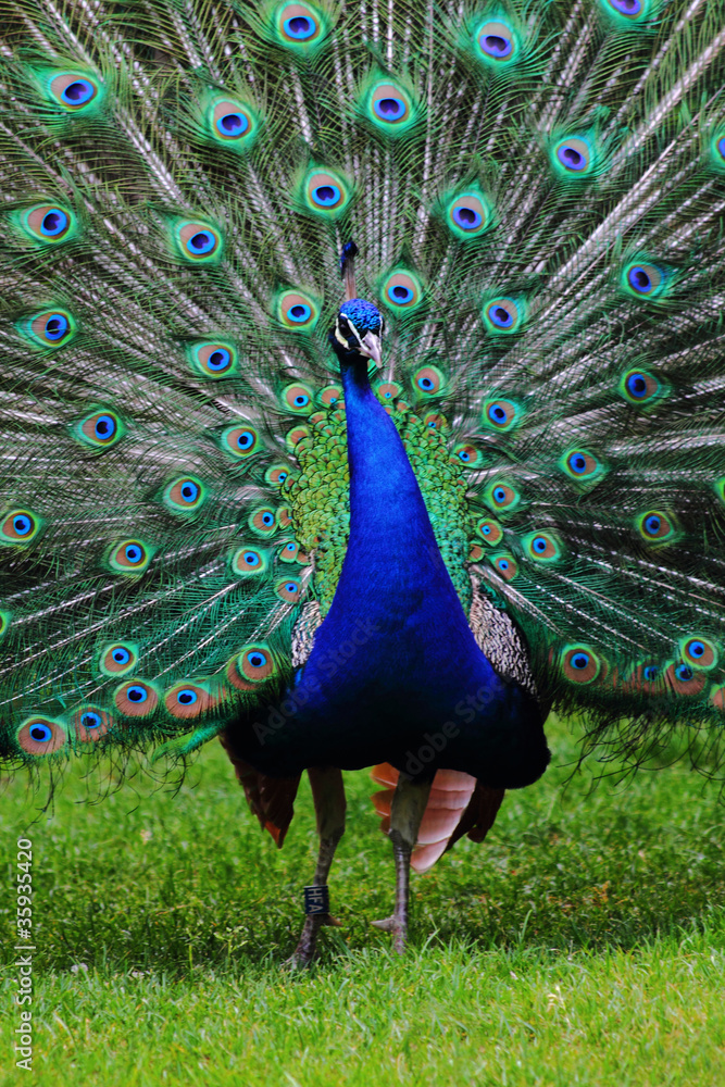 Obraz premium peacock