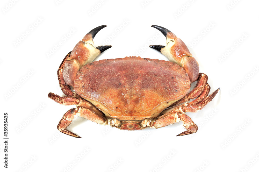 Obraz Boiled crab, white background