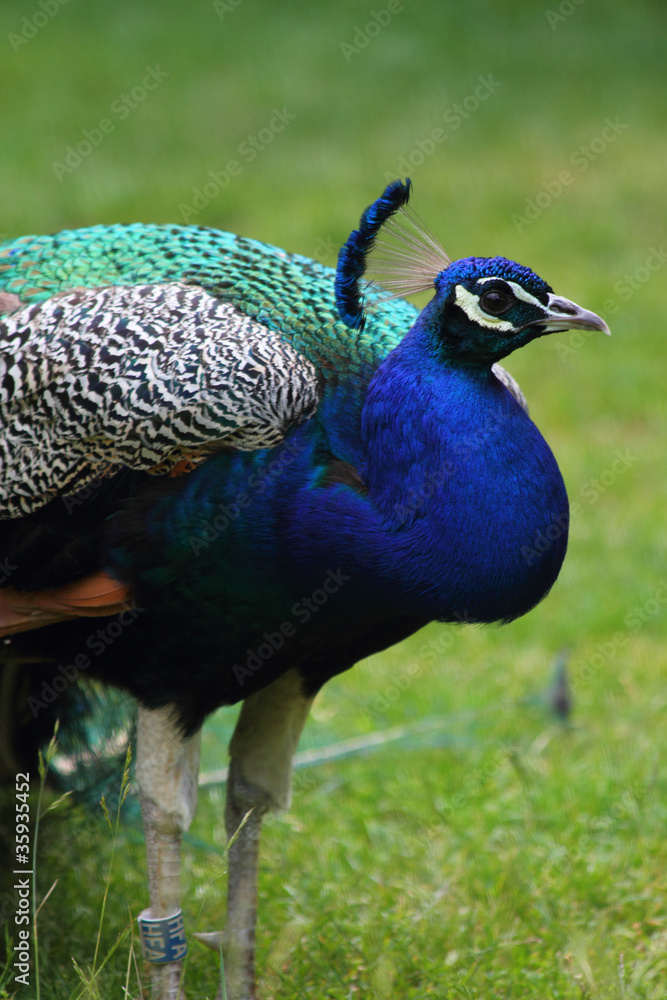 peacock peacock