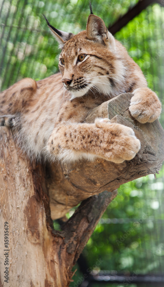 Obraz premium lynx lies on a log in a zoo