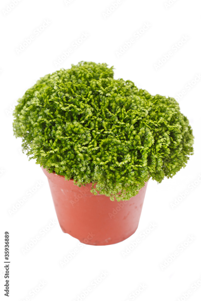 flower in the pot flower in the pot
