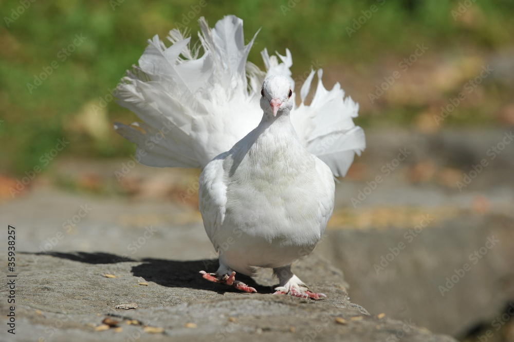 Fototapeta premium gołąb pocztowy - atak