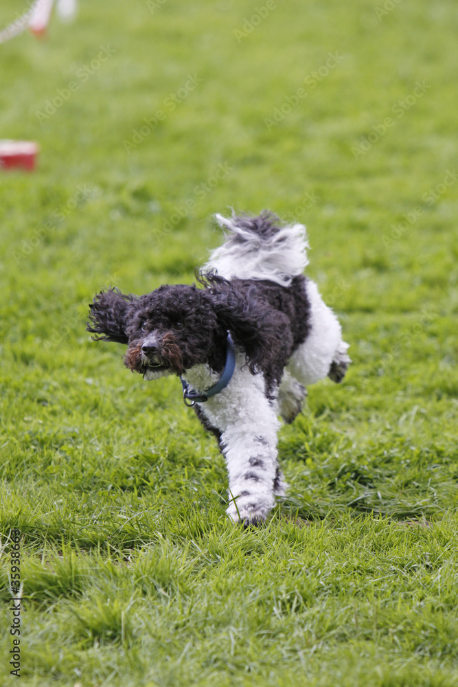 Obraz premium Rennender Hund beim Hundesport