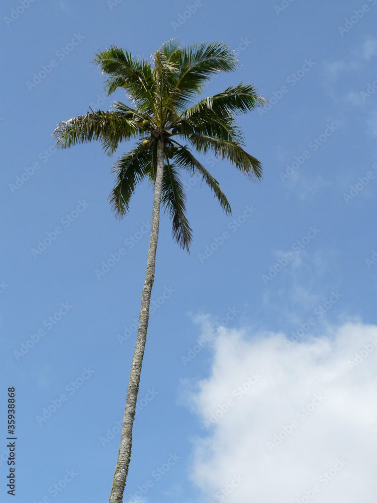 Coconut palm tree on Rarotonga, Cook Islands Coconut palm tree on Rarotonga, Cook Islands