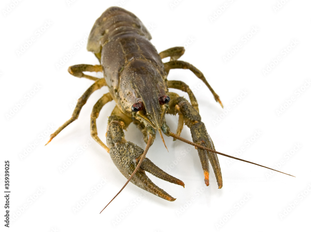 lobster lobster