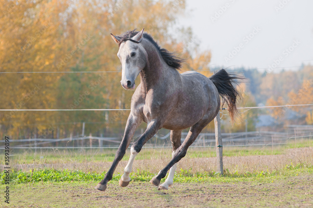 grey arab horse in a paddock grey arab horse in a paddock