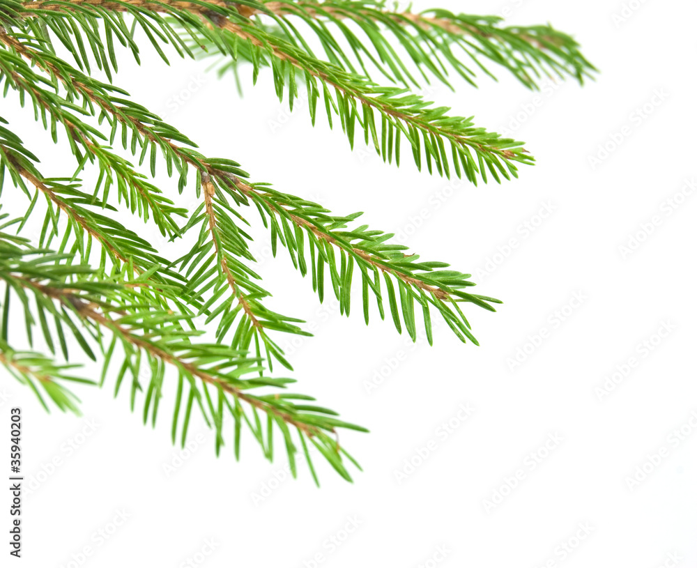 Pine tree branch isolated on white backgrond Pine tree branch isolated on white backgrond
