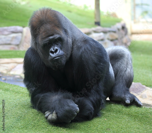 gorille mâle