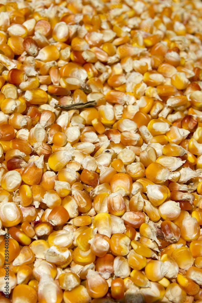 Background of yellow maize corn kernels Background of yellow maize corn kernels