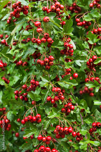 Ripe fruits of a hawthorn