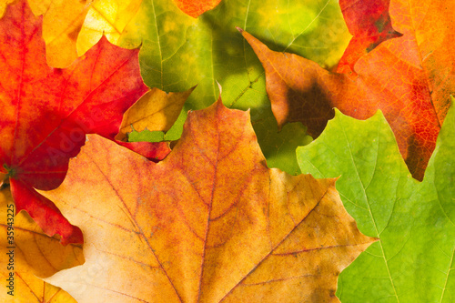 Colorful autumn leaves