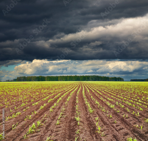 Field with sprouting crops