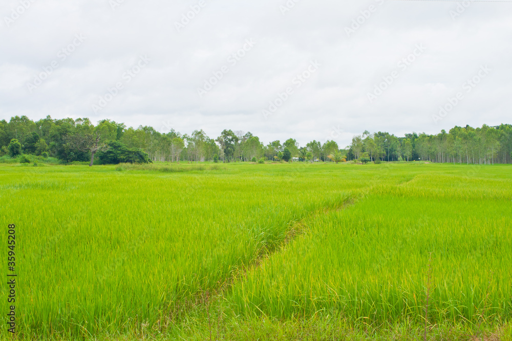 Fototapeta premium Paddy in Northeast Thailand