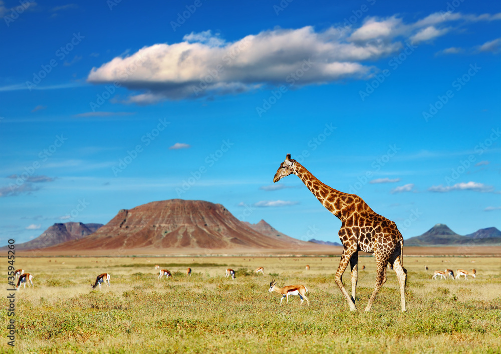 Fototapeta premium African safari