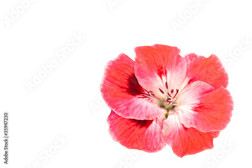Pink Geranium Flower Isolated on White Copy Space