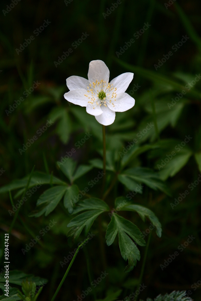 fleur fleur