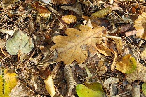 Valokuva tapis de feuilles morte
