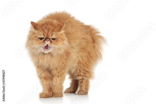 Fototapeta Naklejka Na Ścianę i Meble -  Angry Persian cat on a white background