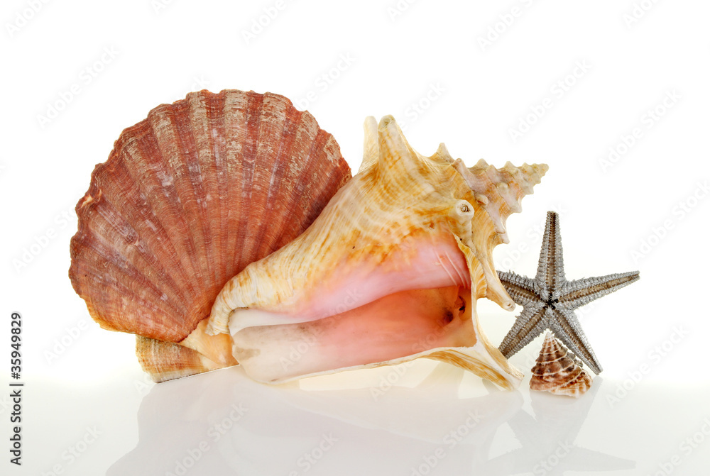 Sea shells