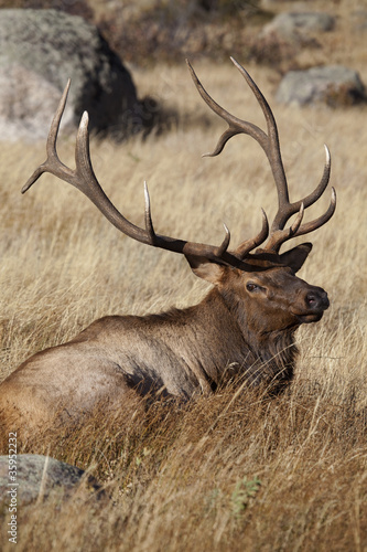 Elk _MG_4713