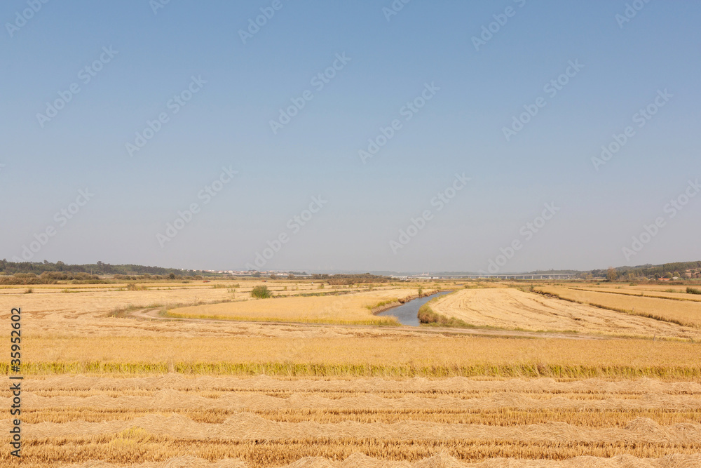 Lowlands of Wheat