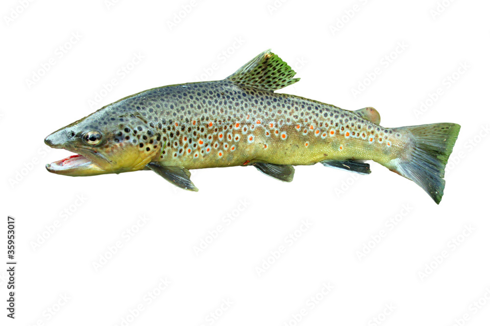 Common trout Common trout