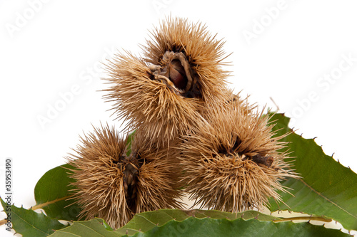 Chestnuts