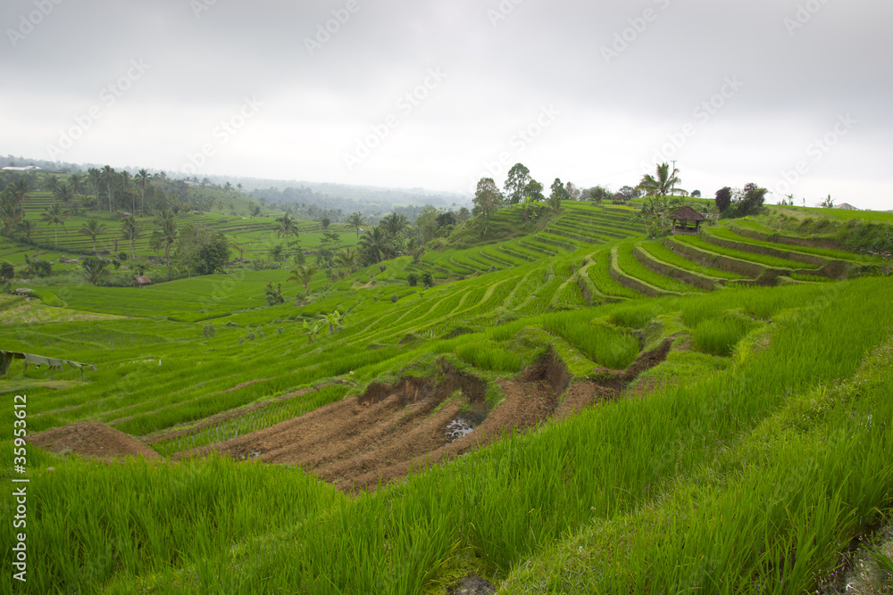 Rice terrace Rice terrace