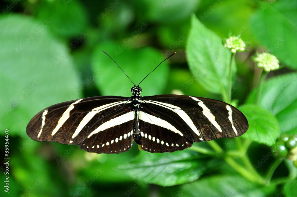 Fototapeta premium Zebra Longwing Butterfly aka,Heliconius charitonia