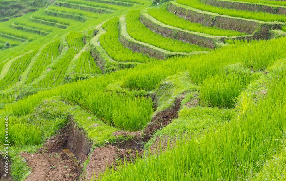 Rice fields. Bali Rice fields. Bali