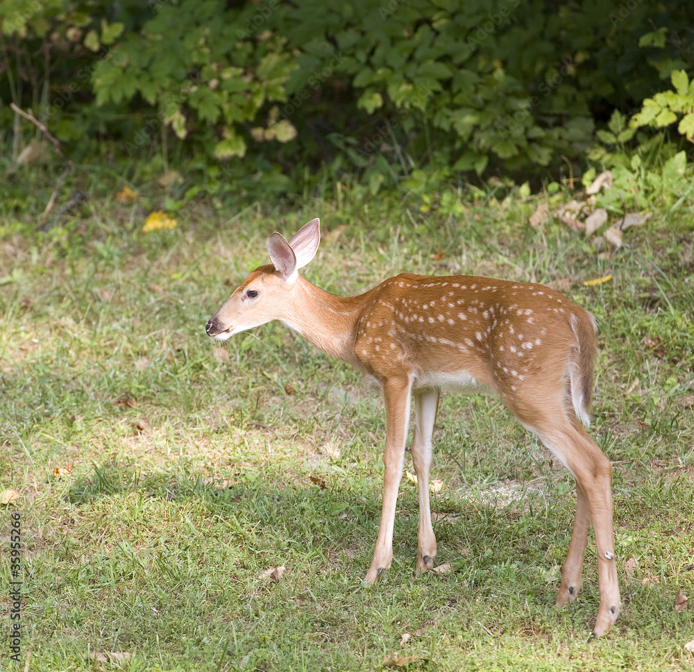 Single fawn Single fawn
