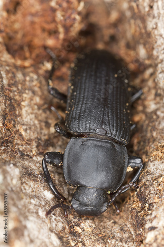 Mealworm beetle (Tenebrio opacus) sitting on wood