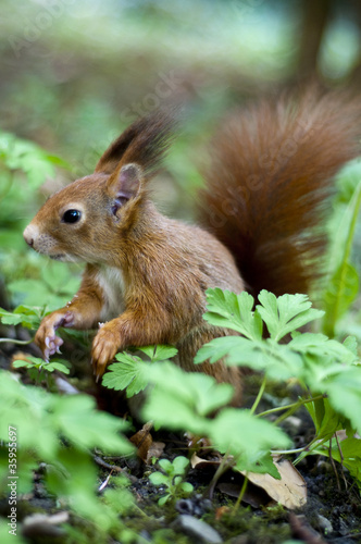 Eichhörnchen am Boden