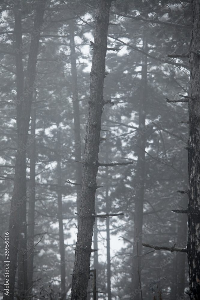 Forest Forest