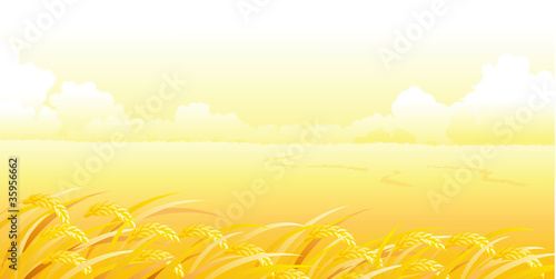 Wheat Field and landscape