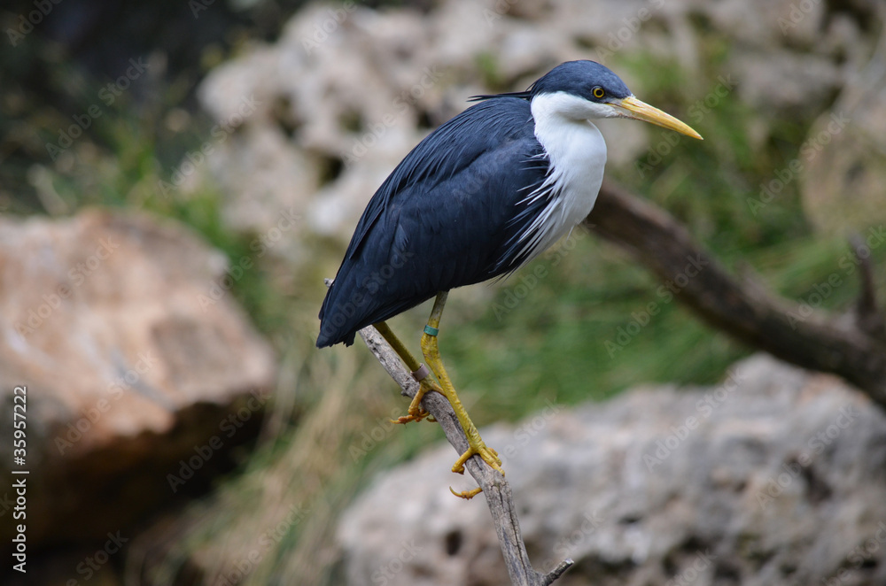 pied heron pied heron