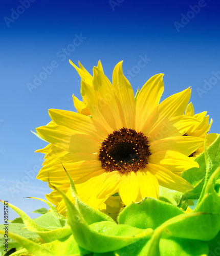 Beautiful sunflower against blue sky