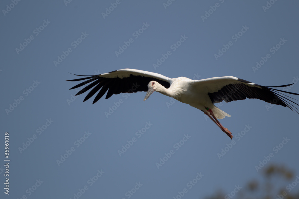Fototapeta premium コウノトリ