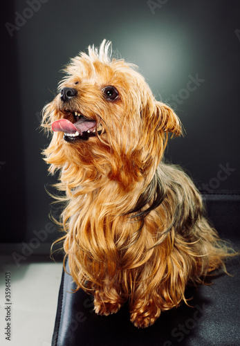 portrait of a cute yorkshire terrier