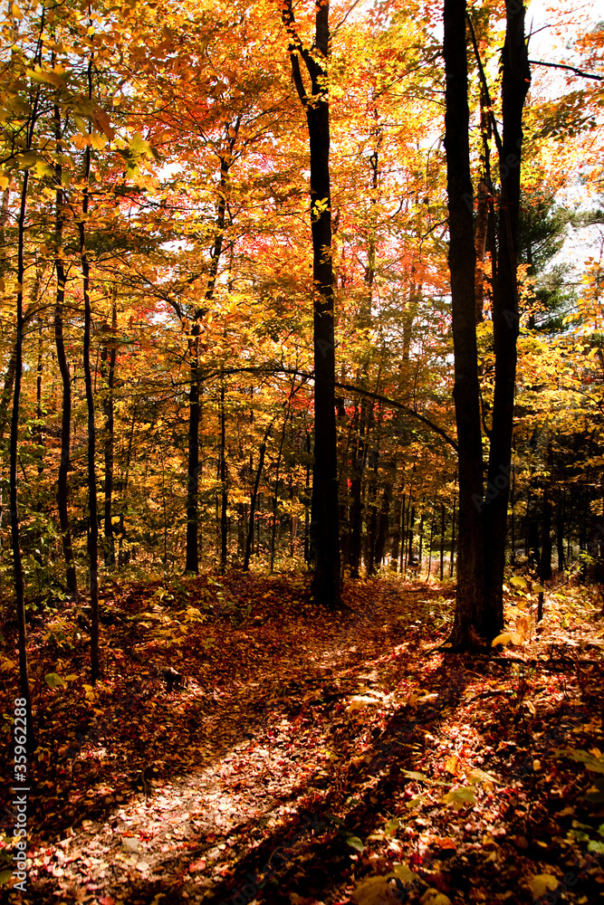 Fototapeta premium Autumm in Quebec