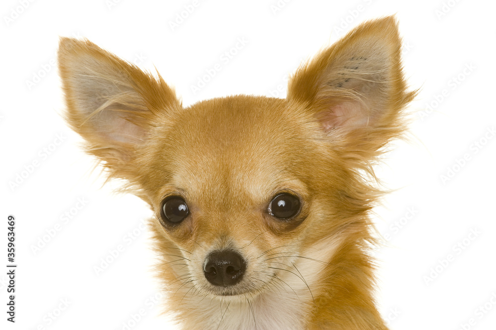 Hund (Chihuahua)