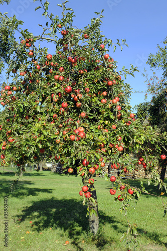 Photos Apfel_7019