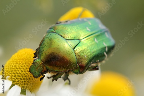 cetonia aurata on chamomille photo